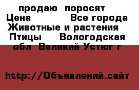 продаю  поросят  › Цена ­ 1 000 - Все города Животные и растения » Птицы   . Вологодская обл.,Великий Устюг г.